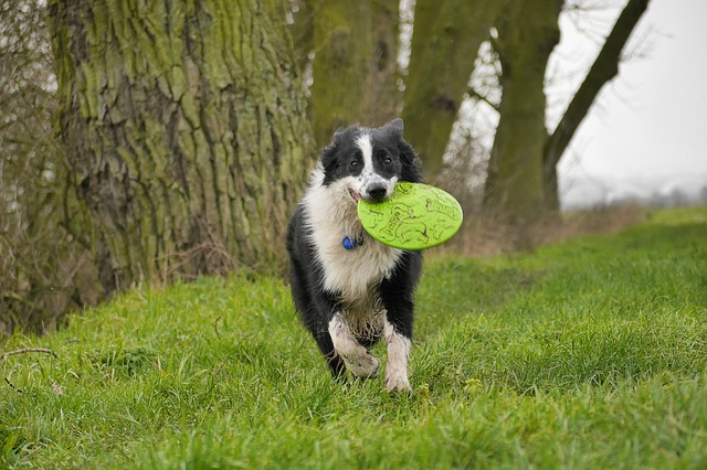 Dog fetching frisbee